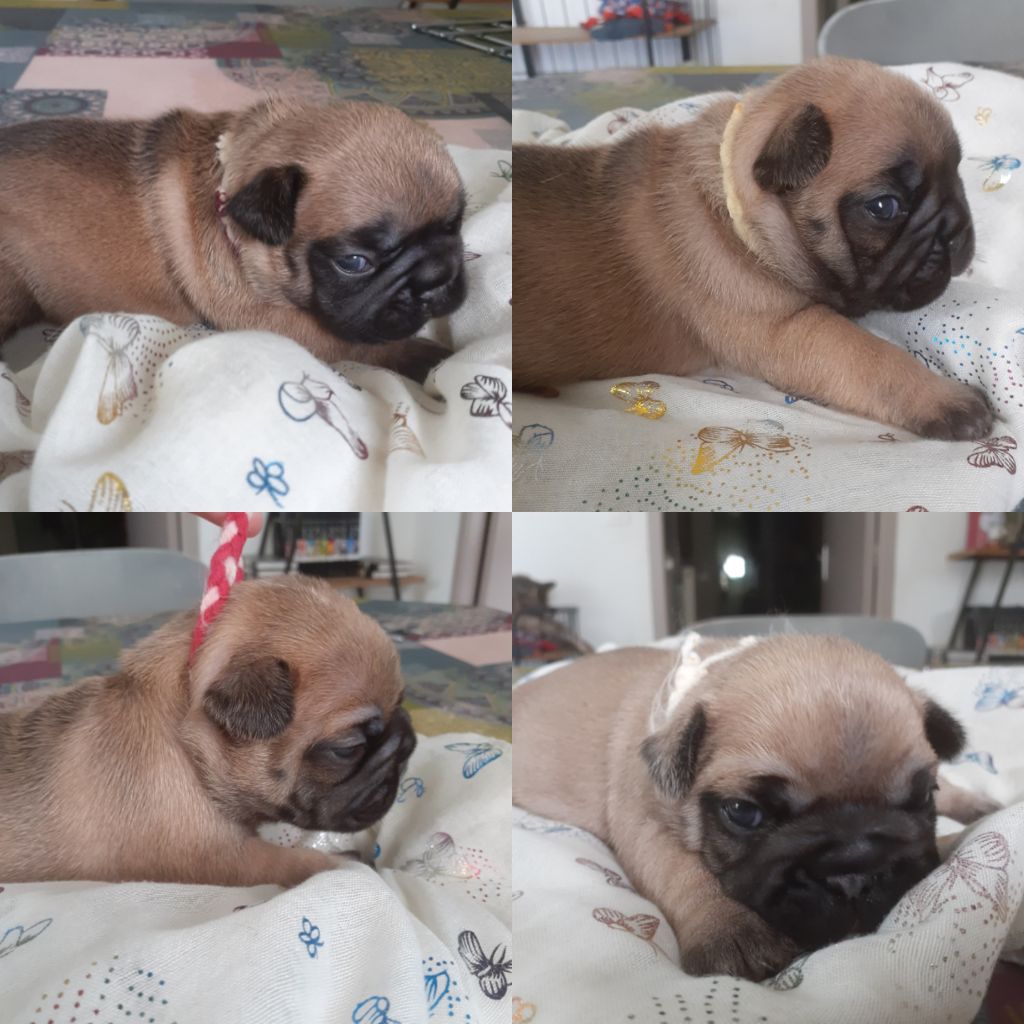 Of Golden Little Frenchies - Bouledogue français - Portée née le 07/10/2020